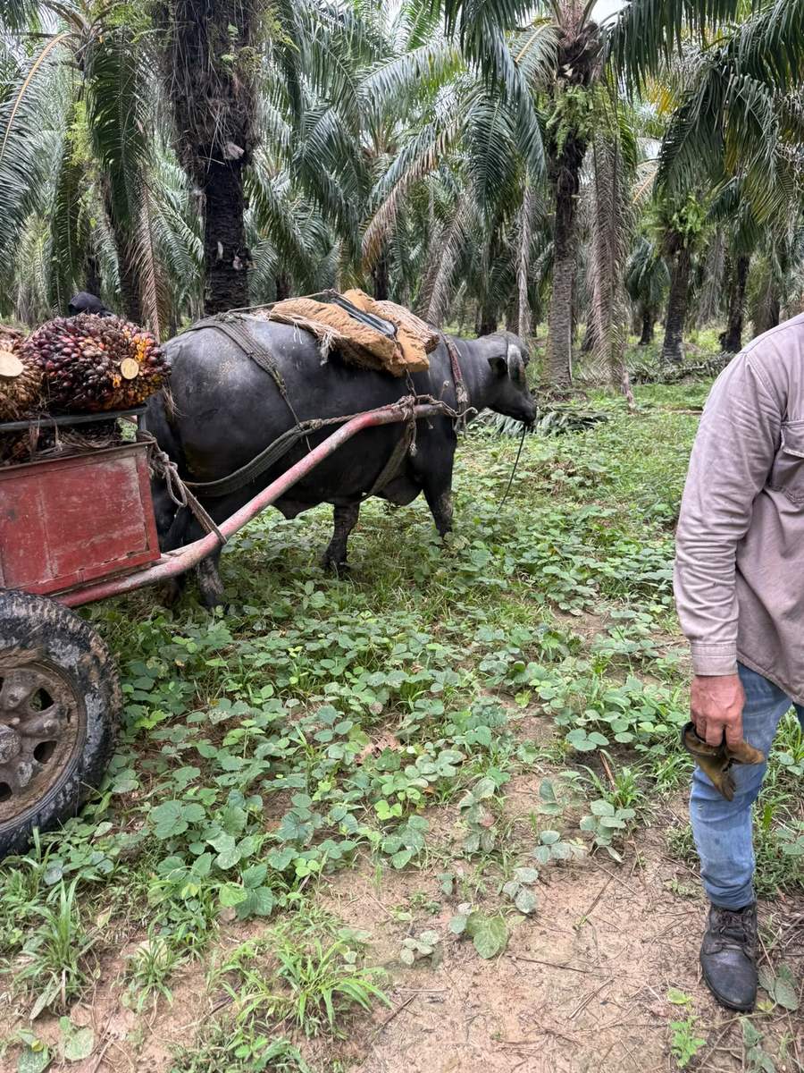 Trabajador de SPGS con un búfalo y una carreta de fruto en el palmar